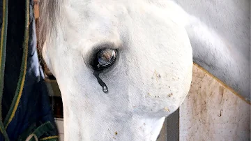 Kann ein Pferd weinen?