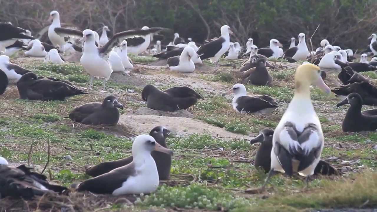 Why did the Short-Tailed Albatross Cross the Road? 