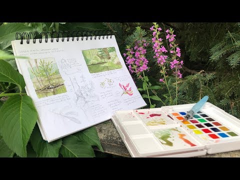 Nature Journaling and Field Sketching with Liz Clayton Fuller