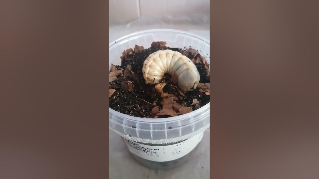 Mecynorrhina Torquata Ugandensis Larva - YouTube