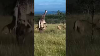 Group hunting of lions #shorts #video #animals #lion