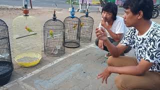 Cara membuat vitamin burung lovebird dari sarang burung walet.