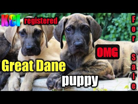 Kci Registered Great Dane Puppy For Sale Great Dane Puppy For