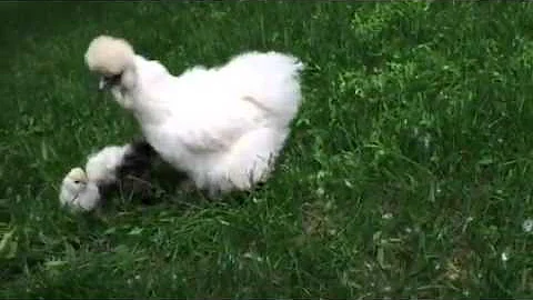 silkie chicks