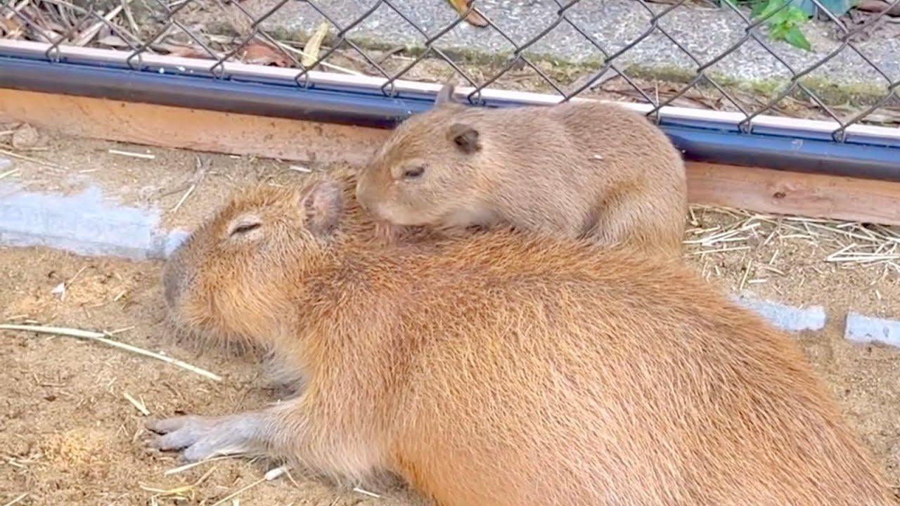 capybara3_4family_3yuさん4-11-4 【公式通販】 capybara3_4family_3yuさん4-11-4 【公式通販】