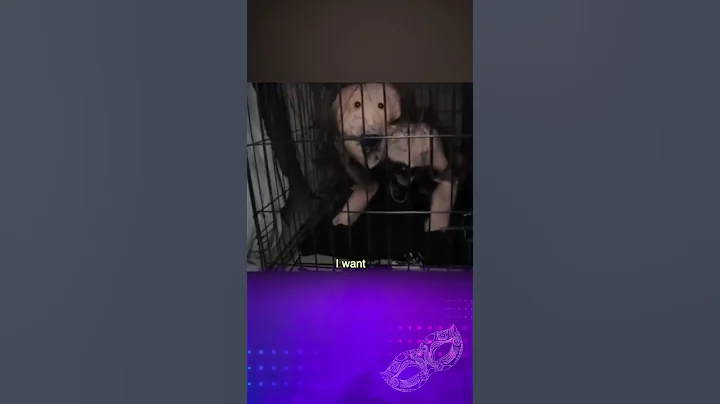 Một Chú Chó Được Mua Từ Dark Web | Mặt Nạ Huyền Bí
