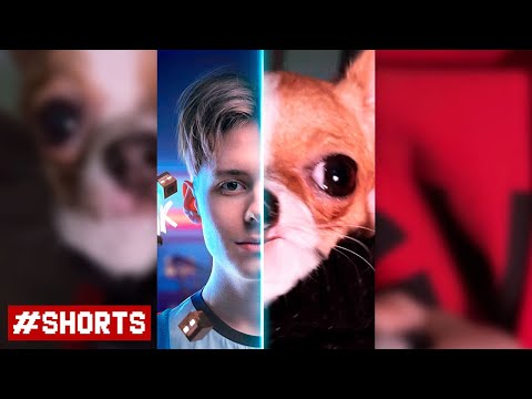 ПОХОЖЕ, ЭТА СОБАЧКА ОБОЖАЕТ МОЙ ТРЕК Компот - Головы на завтрак #shorts
