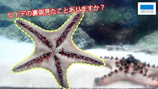 あなたの知らないヒトデの裏側 Youtube