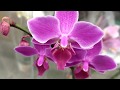 Обзор орхидей 26 марта 2020 Леруа Мерлен  Воронеж