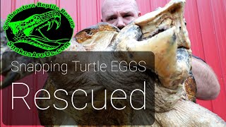 RESCUING Snapping Turtle Eggs
