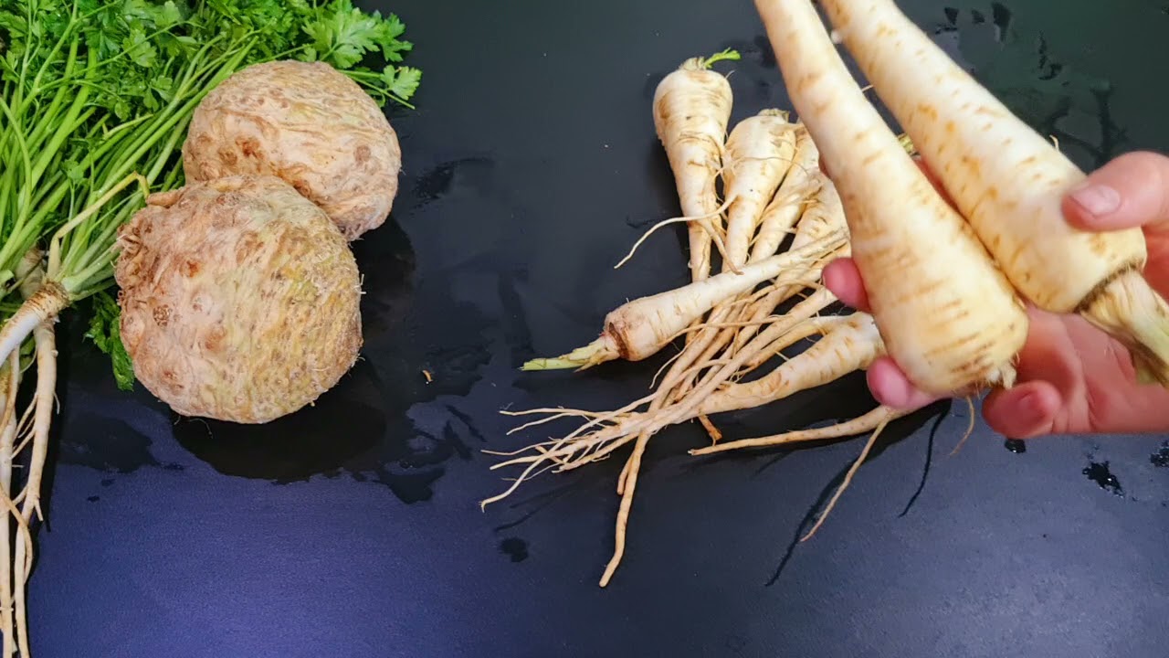 Pastarnacul. Radacinoasa  care face minuni. Omoara celule canceroase.