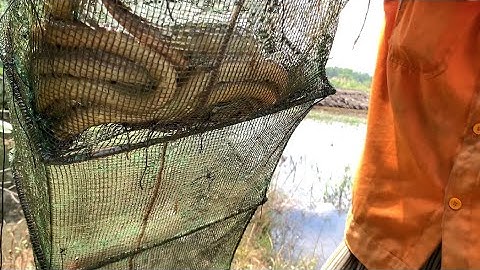 Bẩy Cá 12 Cửa Ngục Trúng Bầy Lươn Rừng Kinh Khủng