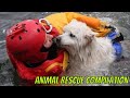 Animal Rescue Compilation