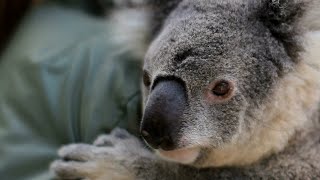 Study Flinders Biodiversity & Conservation