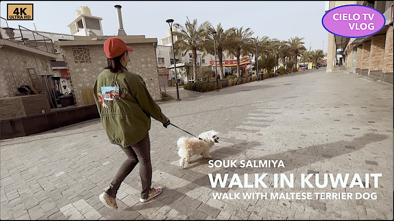 WALK IN KUWAIT DOG WALK IN 4K YouTube