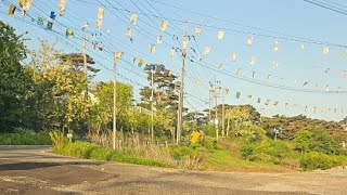 강화도 허리 올무견 수색중