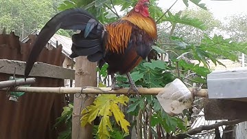 Qaib dib qua zoo 2020-2021