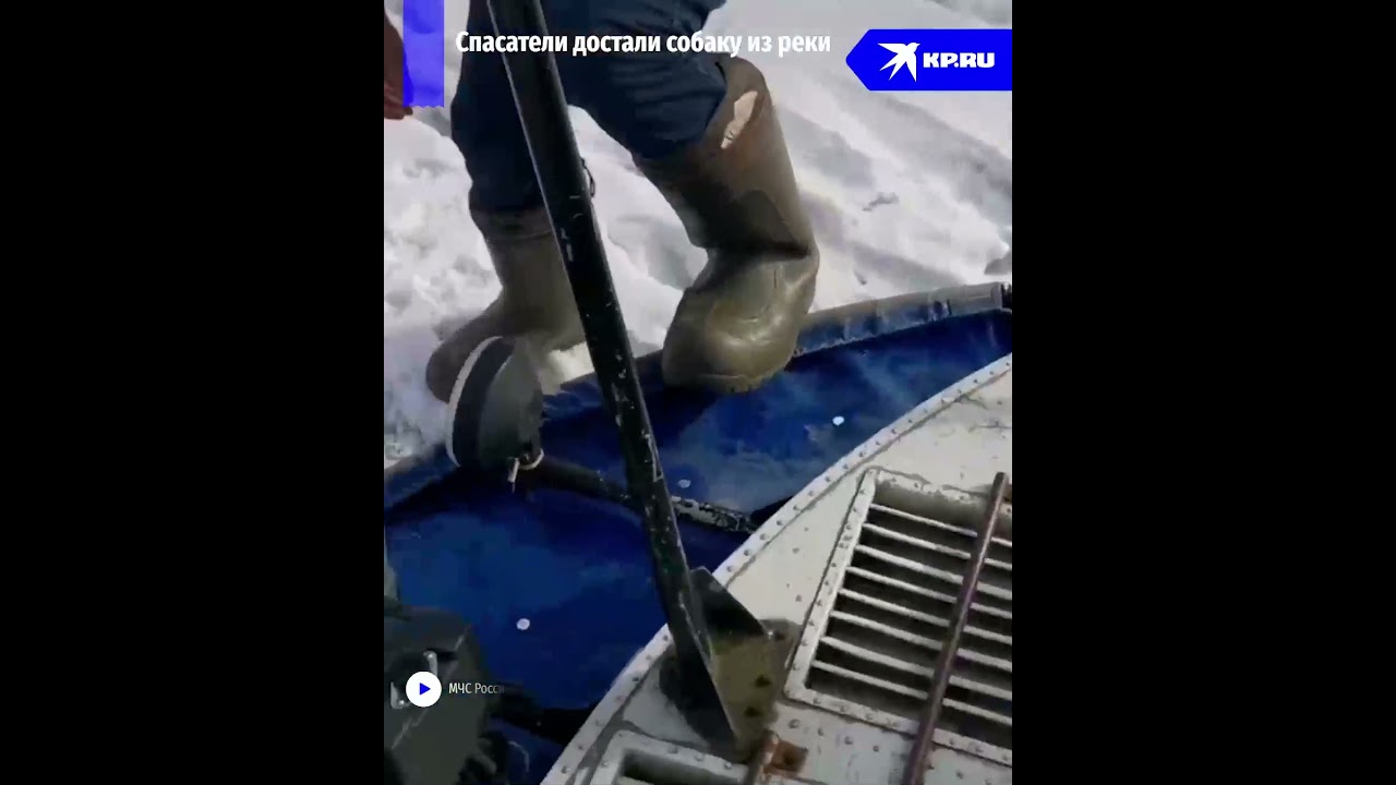 Спасатели достали собаку из реки в Ярославле