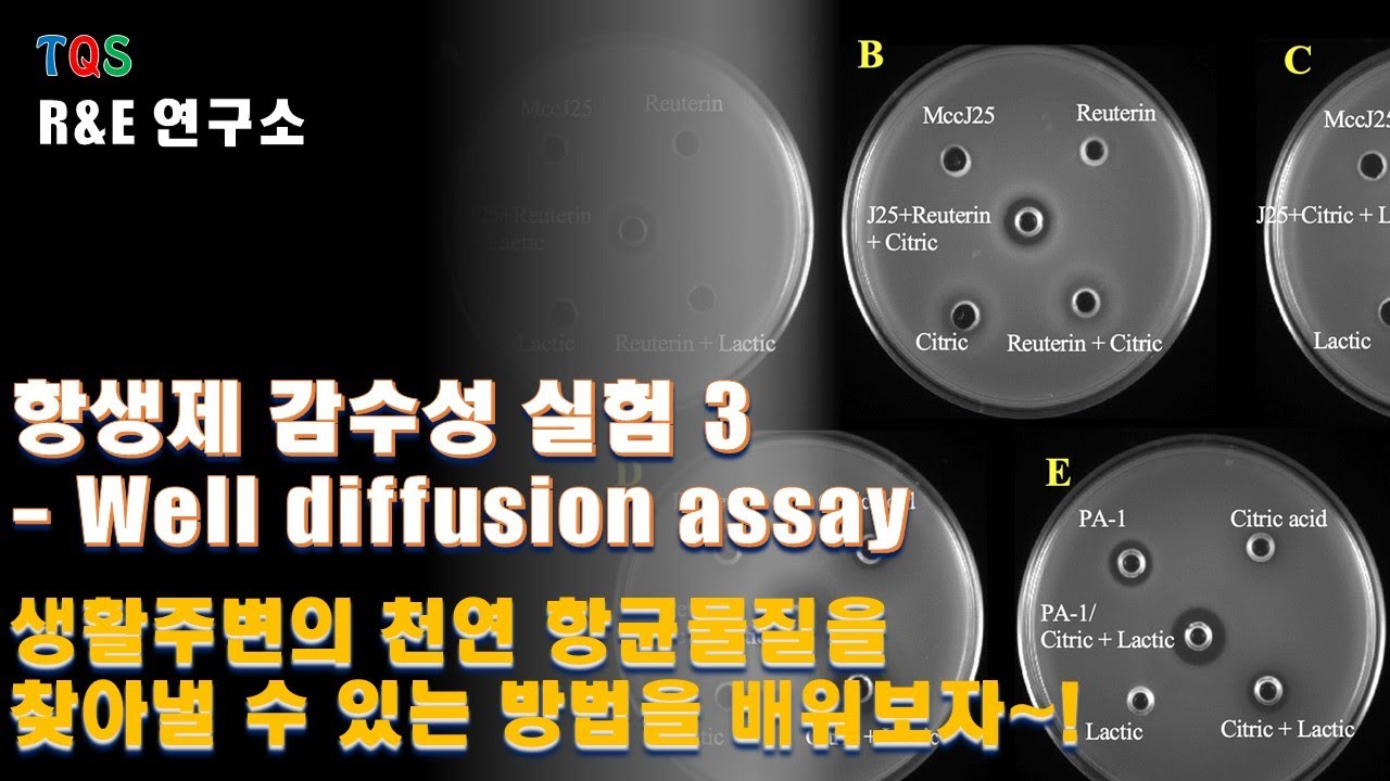 Diffusion Ast 항생제 감수성 검사(Antibiotic sensitivity test) - well diffusion assay - YouTube