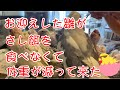 [オカメインコ] さし餌を食べなくなって体重が減って来た
