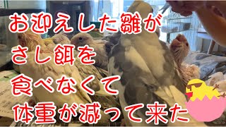 [オカメインコ] さし餌を食べなくなって体重が減って来た