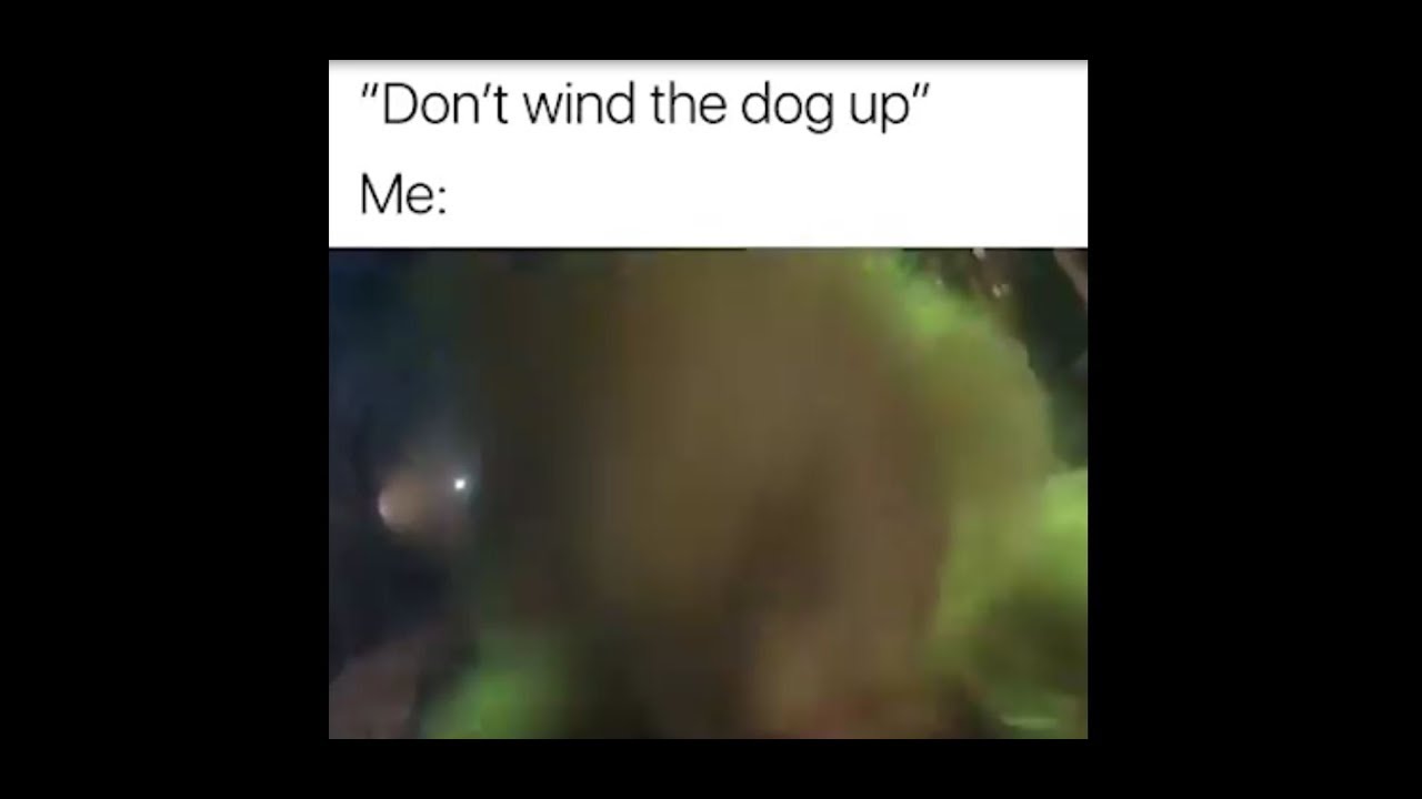 wind up the dog