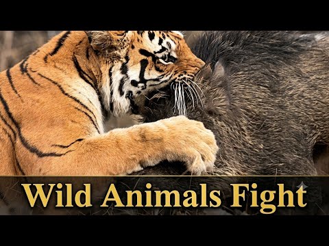 THE WILD SIDE OF ANIMAL&;S 4K ULTRA HD ā¶ļø The Great Animals Fights | |