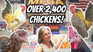 The Perfect Chicken: Found At The Regions Largest Chicken Mega Show And Auction Part 1