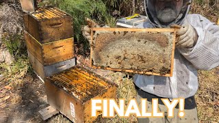 My Whole Apiary is at Peak Production After 2 Years of Struggling!