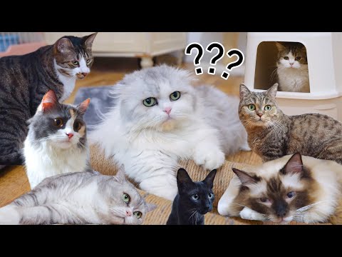Video: Gør-det-selv-kradsestolpe til katte: er det nemt at lave dem