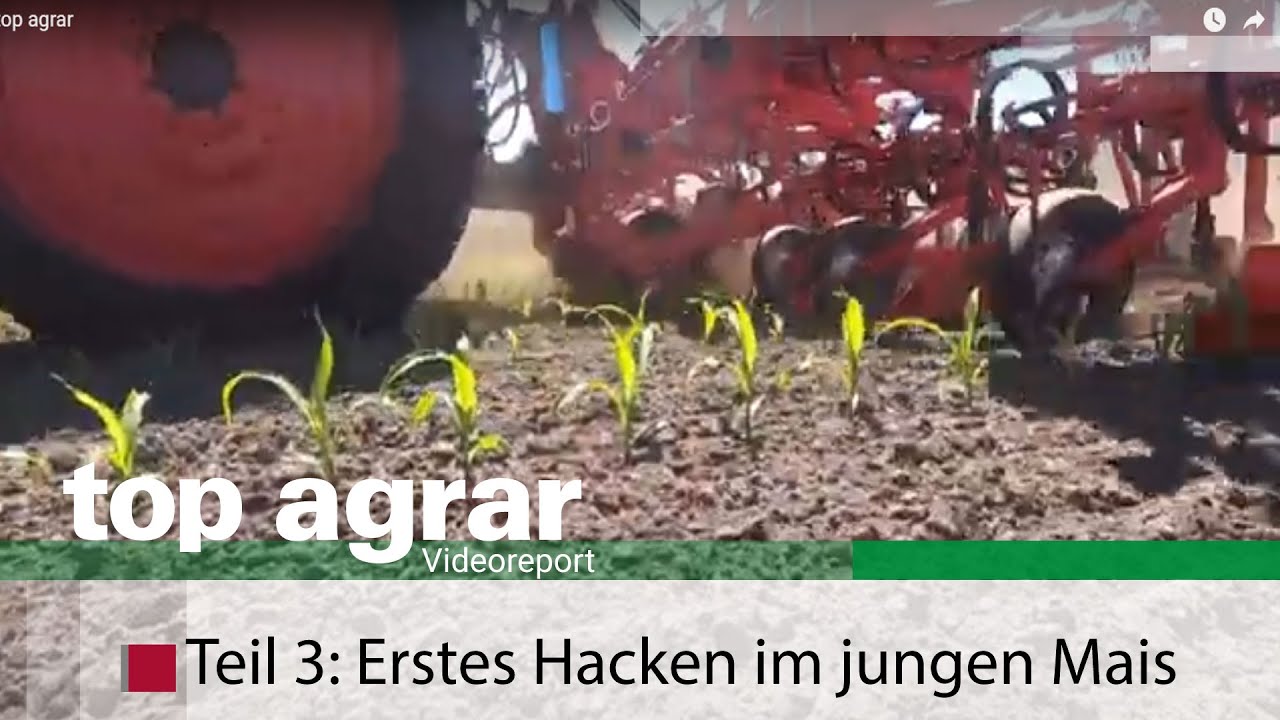 Tipps: Erstes Hacken im jungen Mais ++  top agrar Videoreport Teil 3: Hacken & Striegeln +++