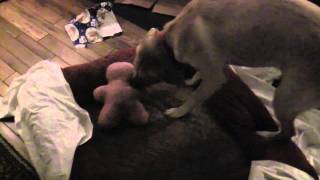 Roxy the Yellow Labrador Retriever Opening her Christmas Present
Sorry for the marginal video quality, it was kinda dark inside. Roxy likes to destroy boxes, so I figured that if I wrapped one with a toy inside it shed be happy to open it on Christmas. (She was quite enthusiastic.) Roxy the Yellow Labrador Retriever Opening her Christmas Present