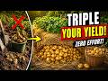 Stop Digging Potatoes! How the Free Straw Method Triples Your Yield With Zero Effort.