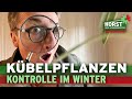 Schädlinge &amp; Krankheiten im Winterquartier vermeiden, richtig gießen I Horst sein Schrebergarten