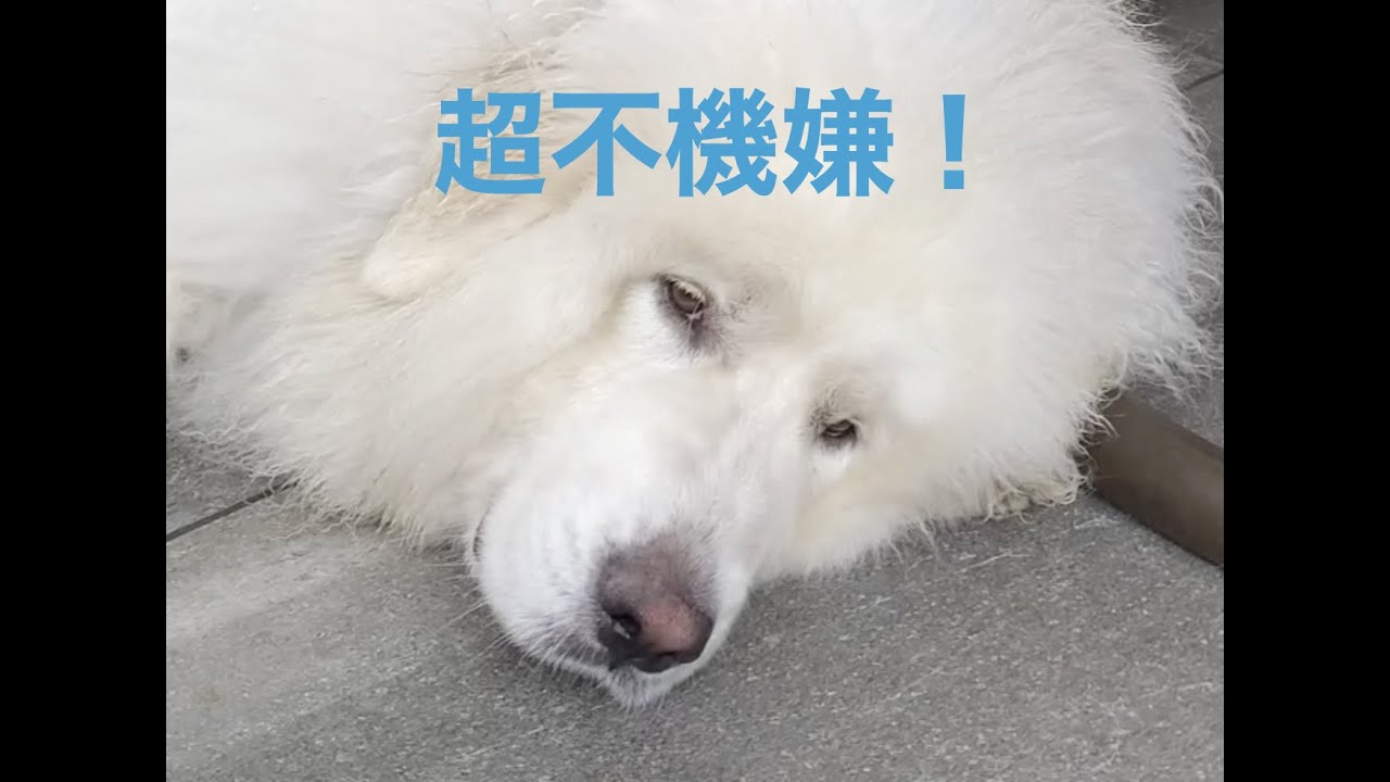 超不機嫌なグレートピレニーズ