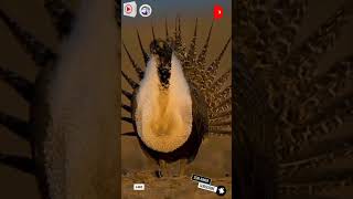animal video #shorts #short #trending #viral #youtube #animals #ssm