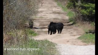 Three Black Bears on the Carden Alvar
Driving Wylie Road on the Carden Alvar in Ontario, we encountered a female Black Bear with two year-old cubs near a cattle corral. The mother turned over logs and rocks looking for food. 20 May 2020. Three Black Bears on the Carden Alvar