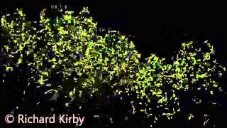 The Synchronous Fireflies