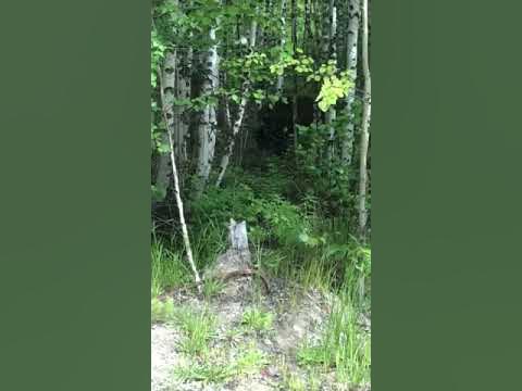 Медведь людоед - YouTube