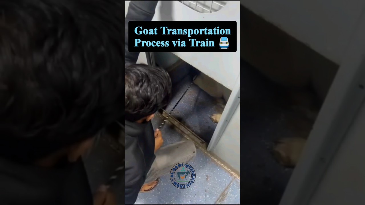 Goat transport by train 🚆 