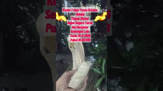 Kuasa Tuhan Melalui Shofar 15062026 #shofar @barbu815 @Shofar-Blast-tiktok