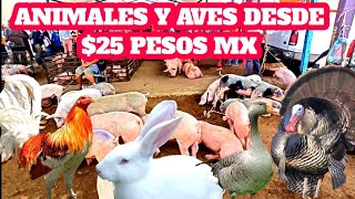 Puercos Aves de corral #Gallinas #Guajolotes Gallos Pollitos Patos Gansos #Conejos Gigantes parte 2