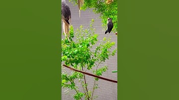 My Mix-birds Aviary 🕊️🦜😍❤️ #shorts #youtubeshorts #parrot #cocktail #lovebirds #budgies #dove