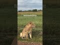 Kisinja sub adult scanning the area #pesiormaasanileshan #masaimaranationalreserve #lionsofafric