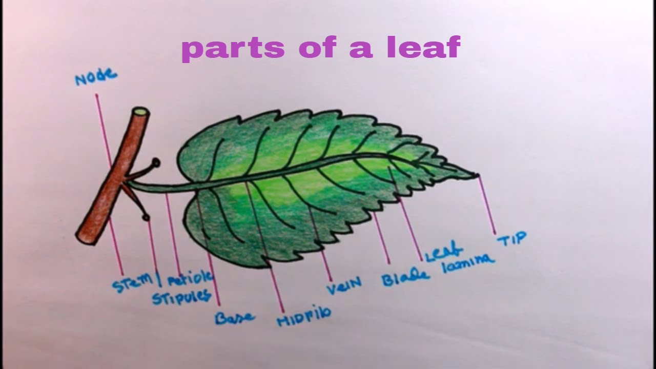 Parts of a Leaf drawing easy|How to draw different parts of leaf|Parts of leaf  drawing step by step - YouTube