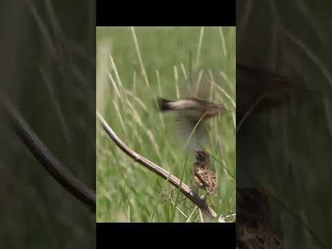 Videó: A whinchat madár?