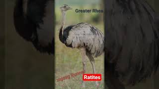 Flightless birds-known as ratites(RA-tites),which means raft-like.#shorts#viral#birds#wildlife