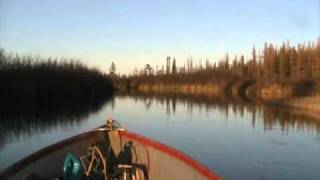 High Bush Cranberries