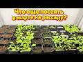 Что еще сеем в марте на рассаду?