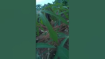 singkong tailand umur 1,5 bulan#shorts #bertani #singkong